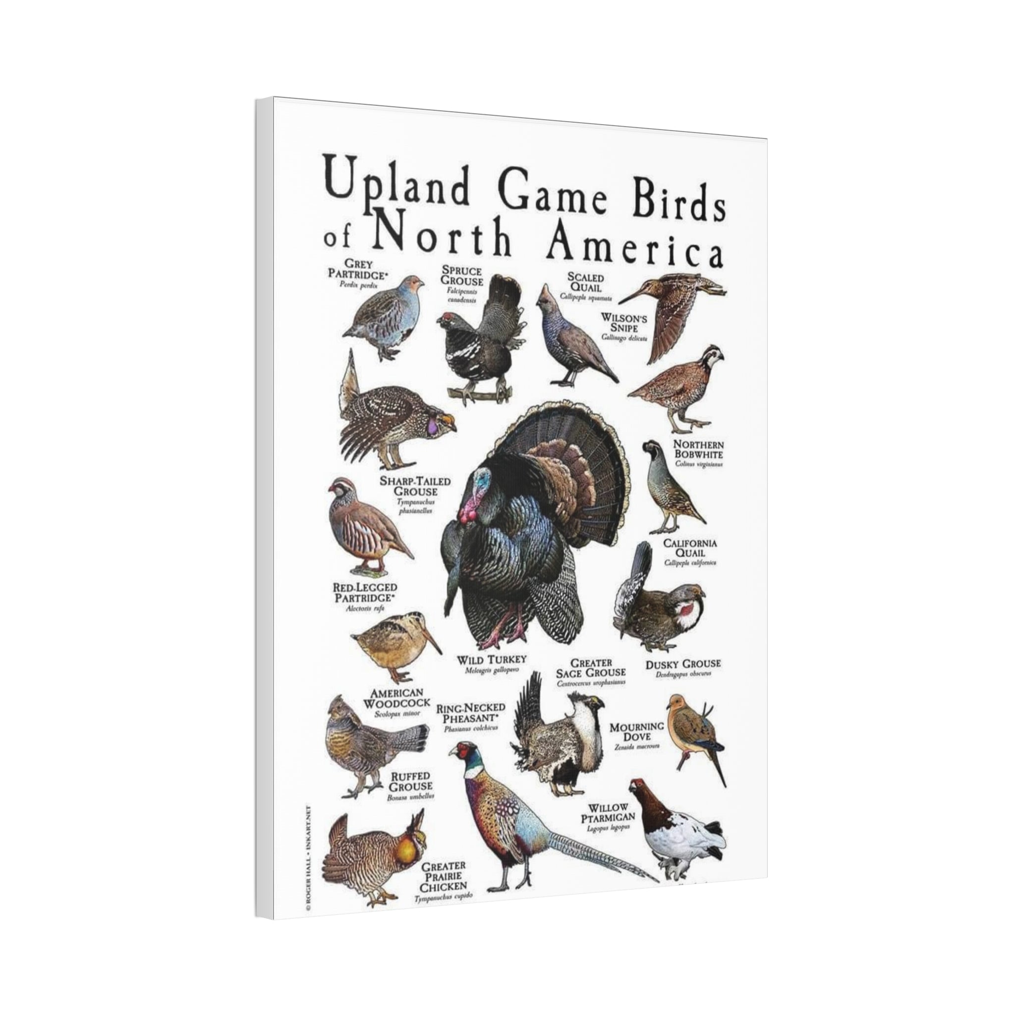 Upland Game Birds of North America Poster, North American Game Bird Identification Chart, Grouse Quail Pheasant Turkey Educational Wall Art, Hunting Bird Field Guide Print, Wildlife Decor