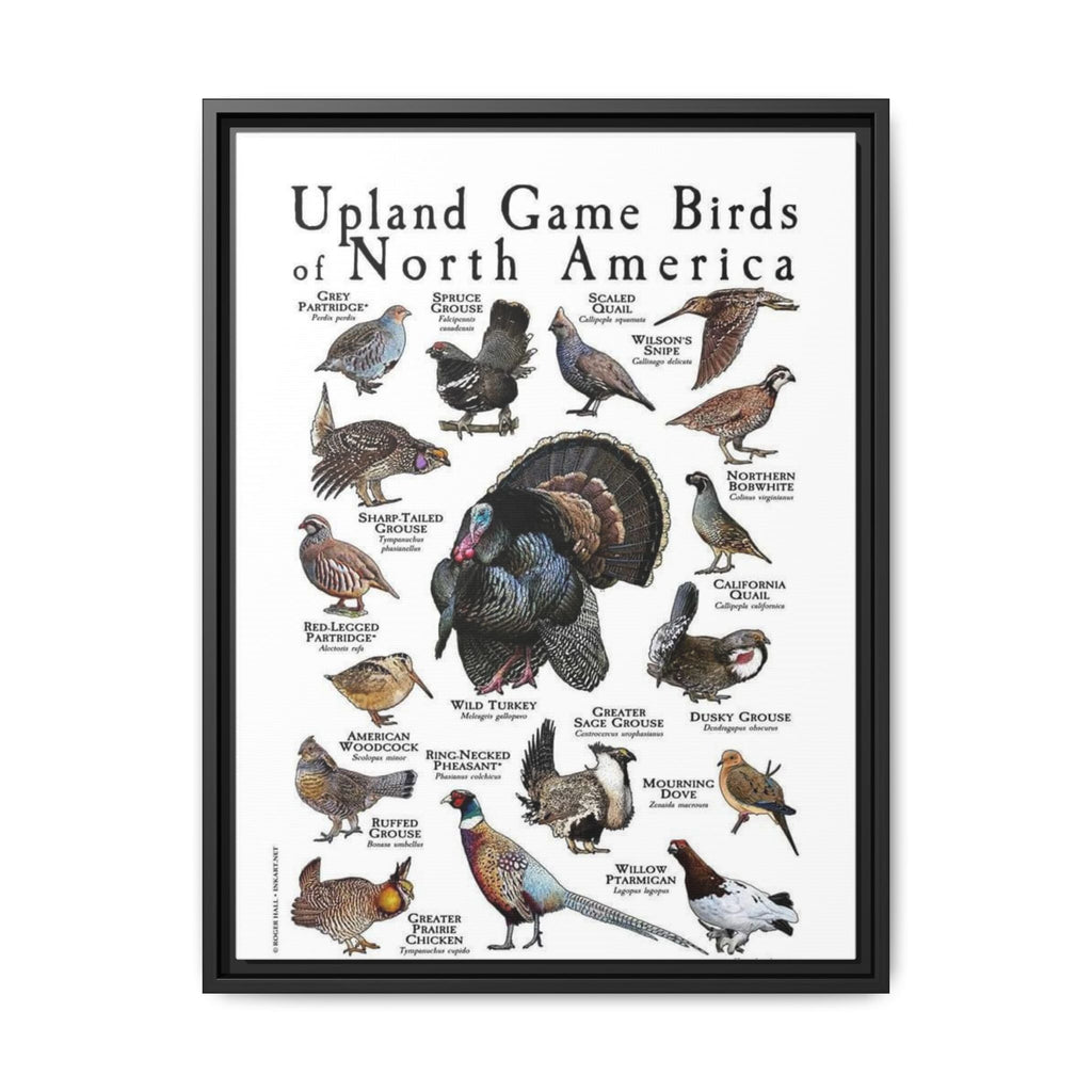 Upland Game Birds of North America Poster, North American Game Bird Identification Chart, Grouse Quail Pheasant Turkey Educational Wall Art, Hunting Bird Field Guide Print, Wildlife Decor