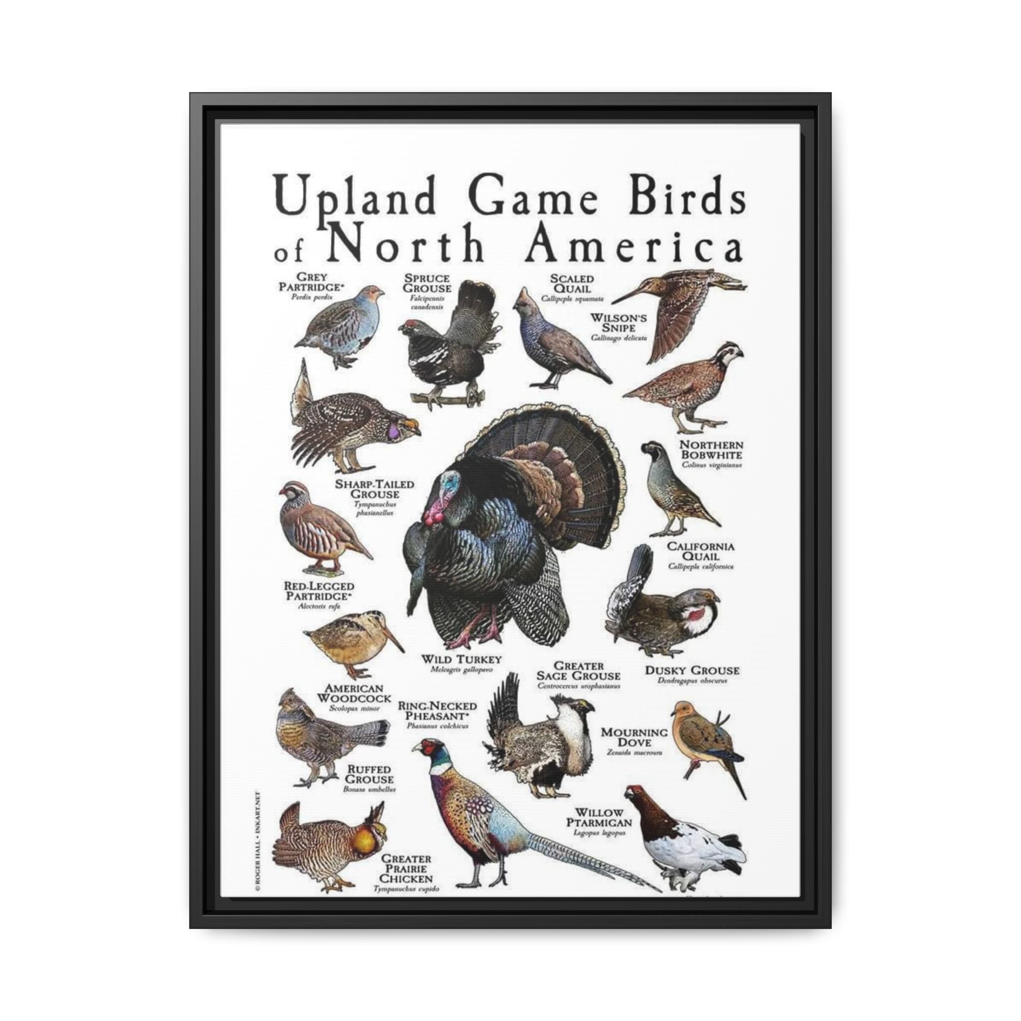 Upland Game Birds of North America Poster, North American Game Bird Identification Chart, Grouse Quail Pheasant Turkey Educational Wall Art, Hunting Bird Field Guide Print, Wildlife Decor