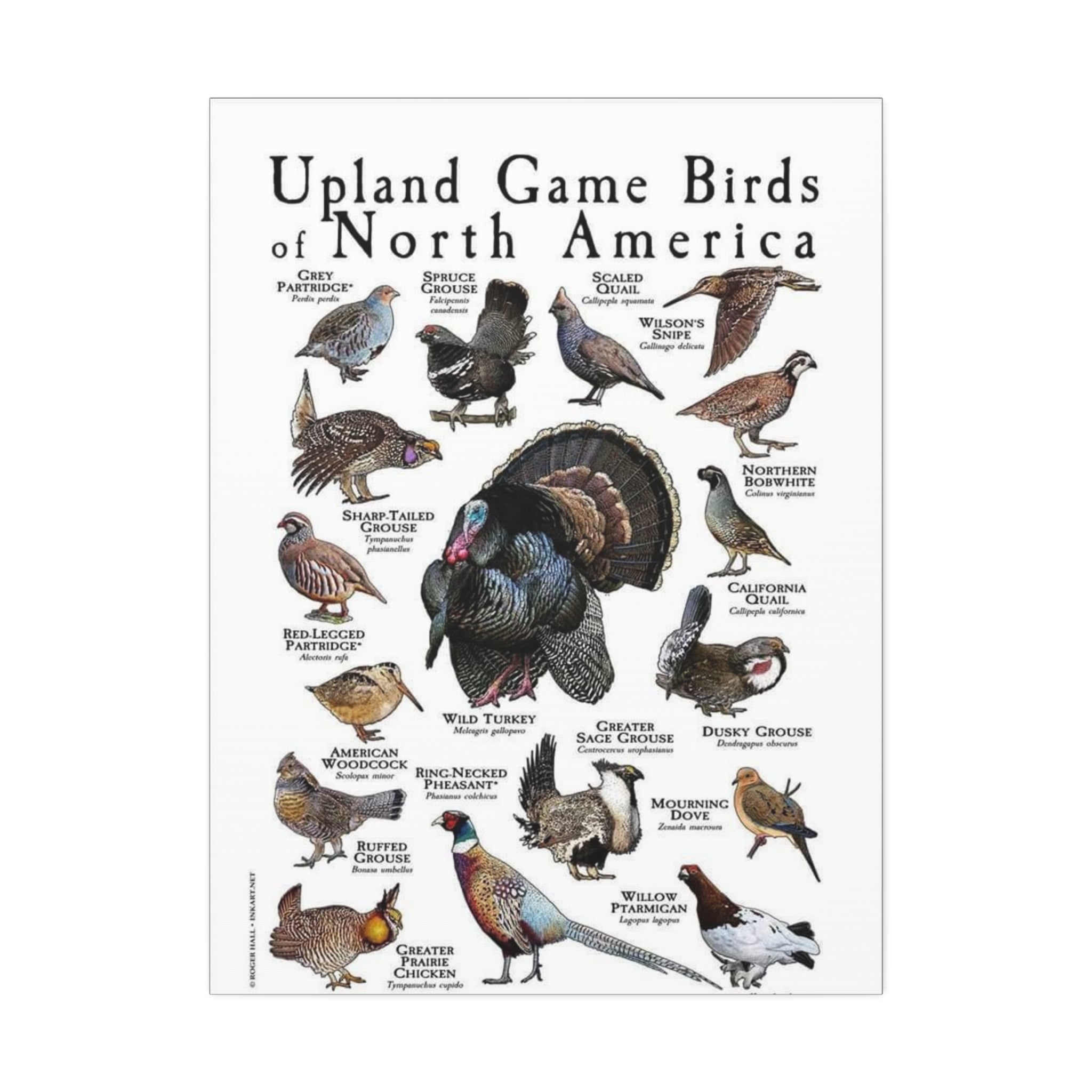 Upland Game Birds of North America Poster, North American Game Bird Identification Chart, Grouse Quail Pheasant Turkey Educational Wall Art, Hunting Bird Field Guide Print, Wildlife Decor
