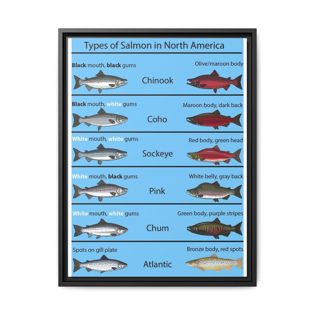 Varieties of Salmon in North America Poster, North American Salmon Identification Chart, Educational Fish Species Canvas Print