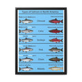 Varieties of Salmon in North America Poster, North American Salmon Identification Chart, Educational Fish Species Canvas Print