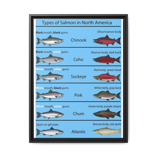 Varieties of Salmon in North America Poster, North American Salmon Identification Chart, Educational Fish Species Canvas Print