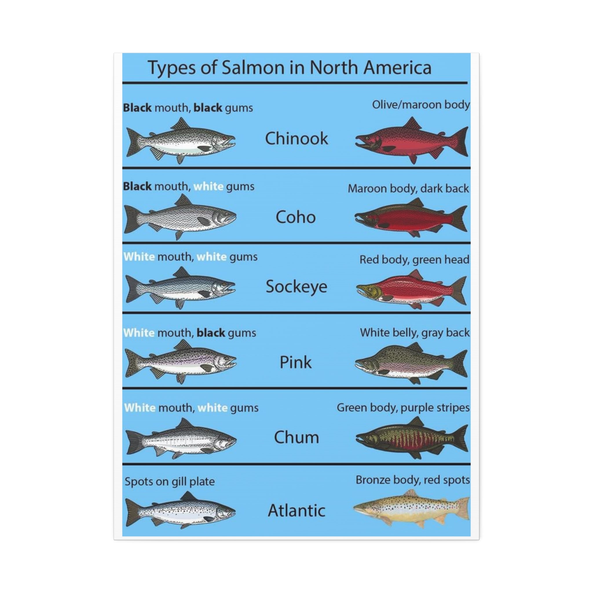 Varieties of Salmon in North America Poster, North American Salmon Identification Chart, Educational Fish Species Canvas Print