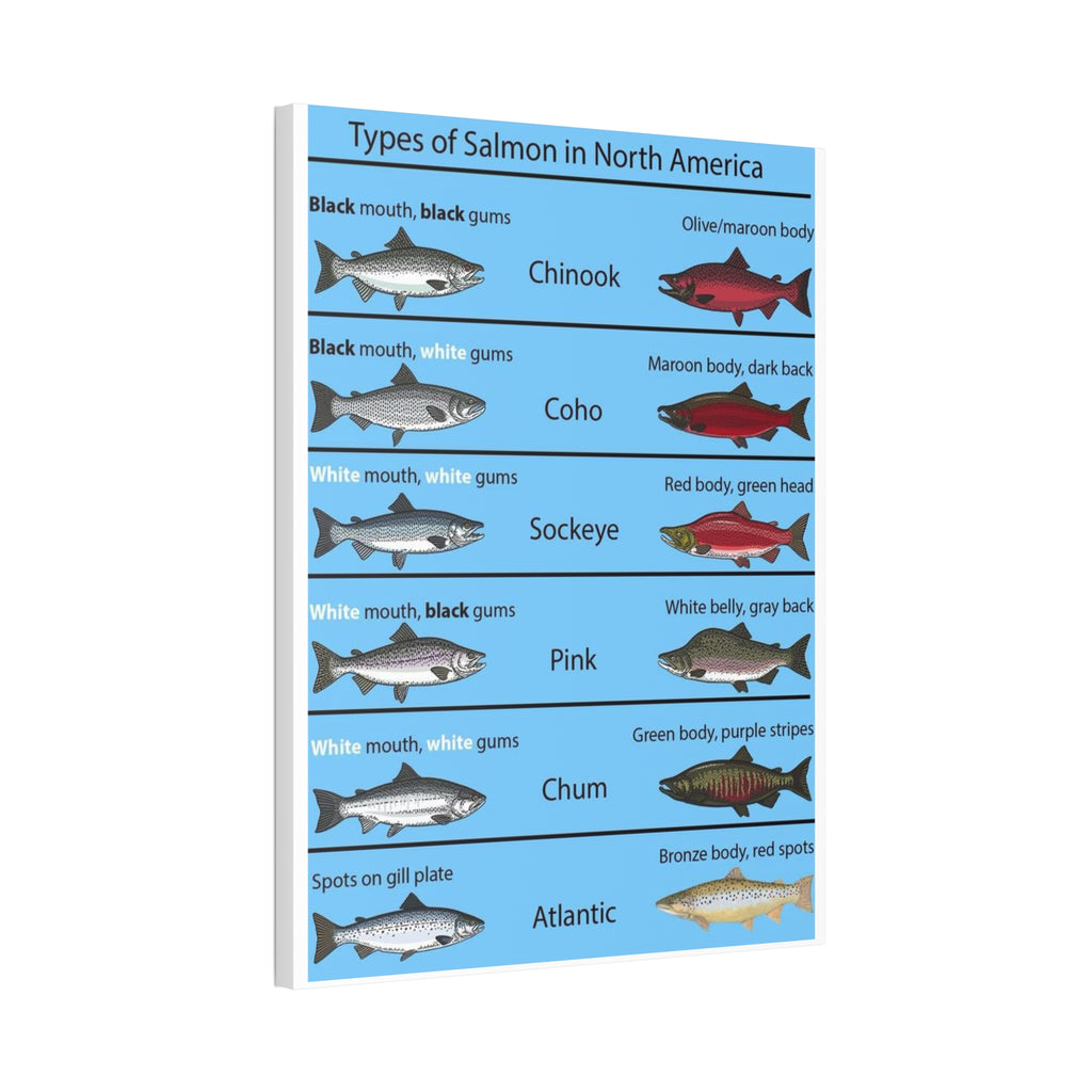 Varieties of Salmon in North America Poster, North American Salmon Identification Chart, Educational Fish Species Canvas Print