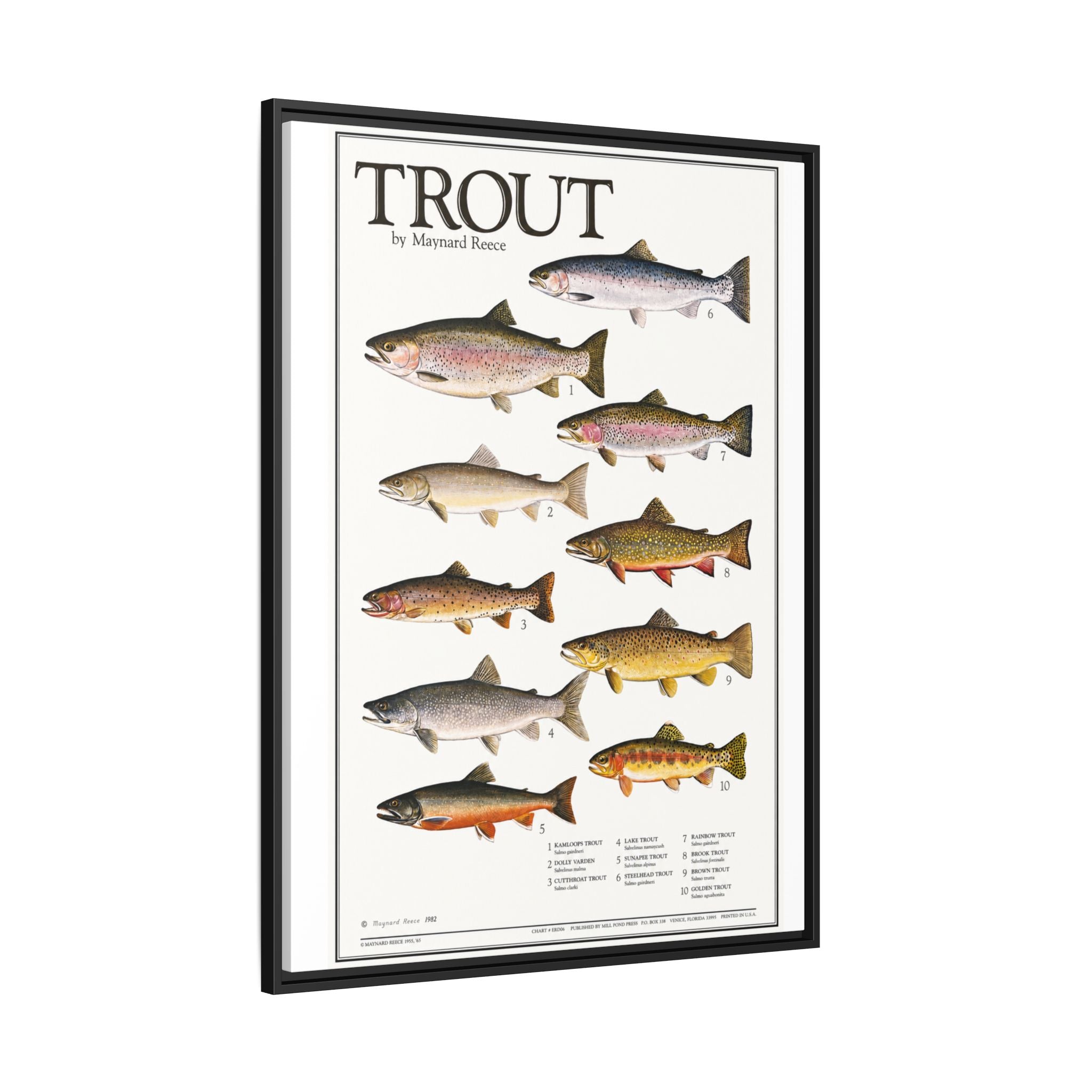 Vintage Trout Fish Identification Chart Poster, Rustic Fishing Wall Art Canvas Print