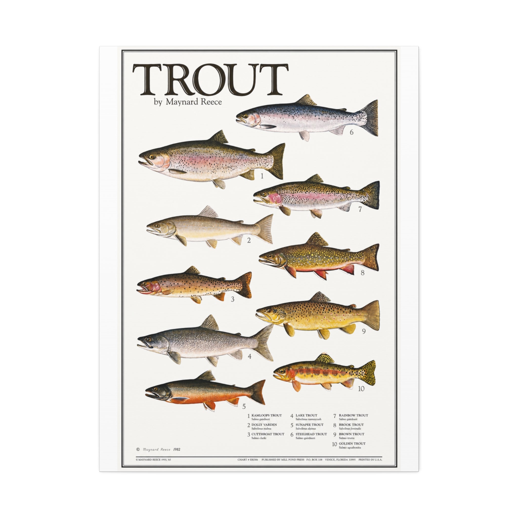 Vintage Trout Fish Identification Chart Poster, Rustic Fishing Wall Art Canvas Print