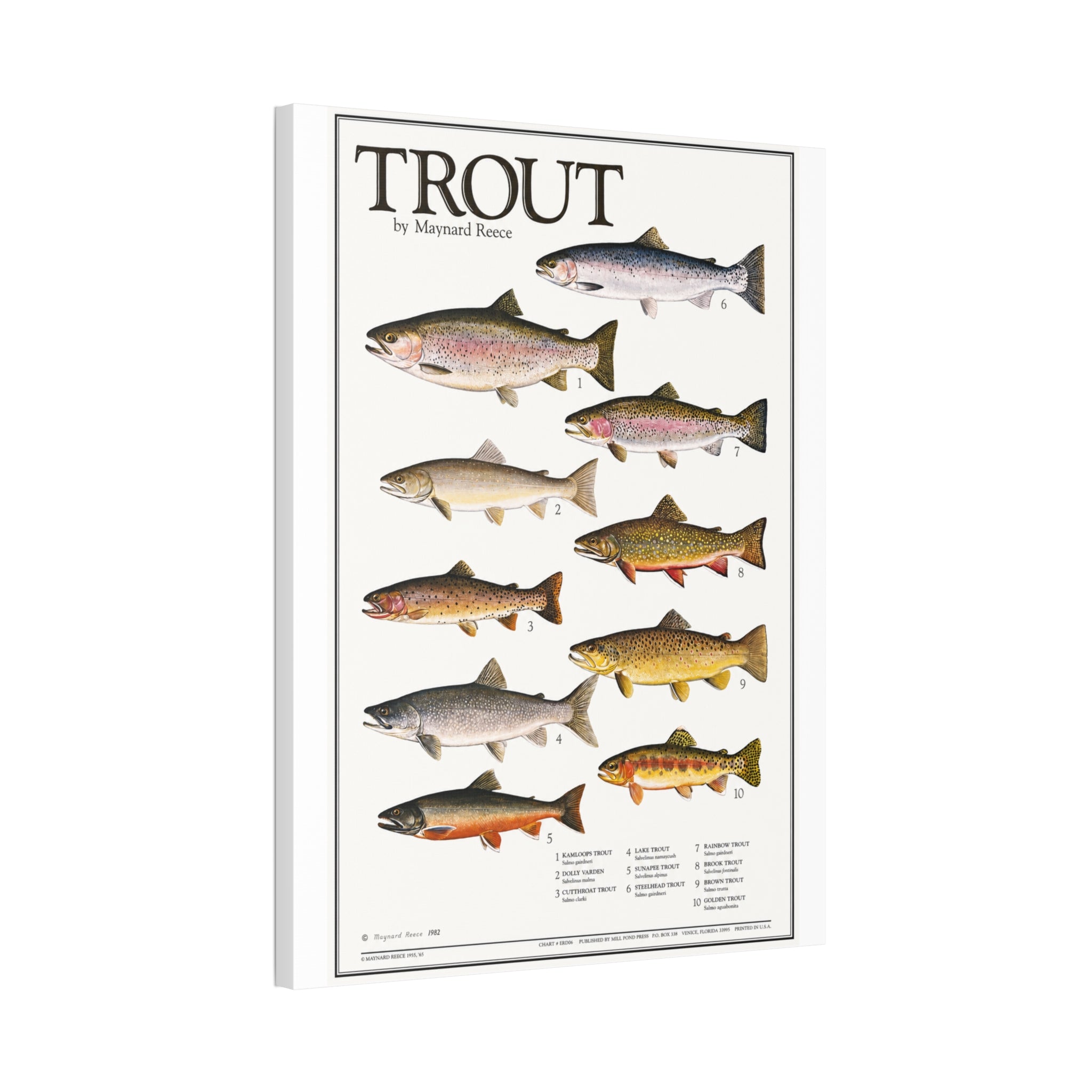 Vintage Trout Fish Identification Chart Poster, Rustic Fishing Wall Art Canvas Print