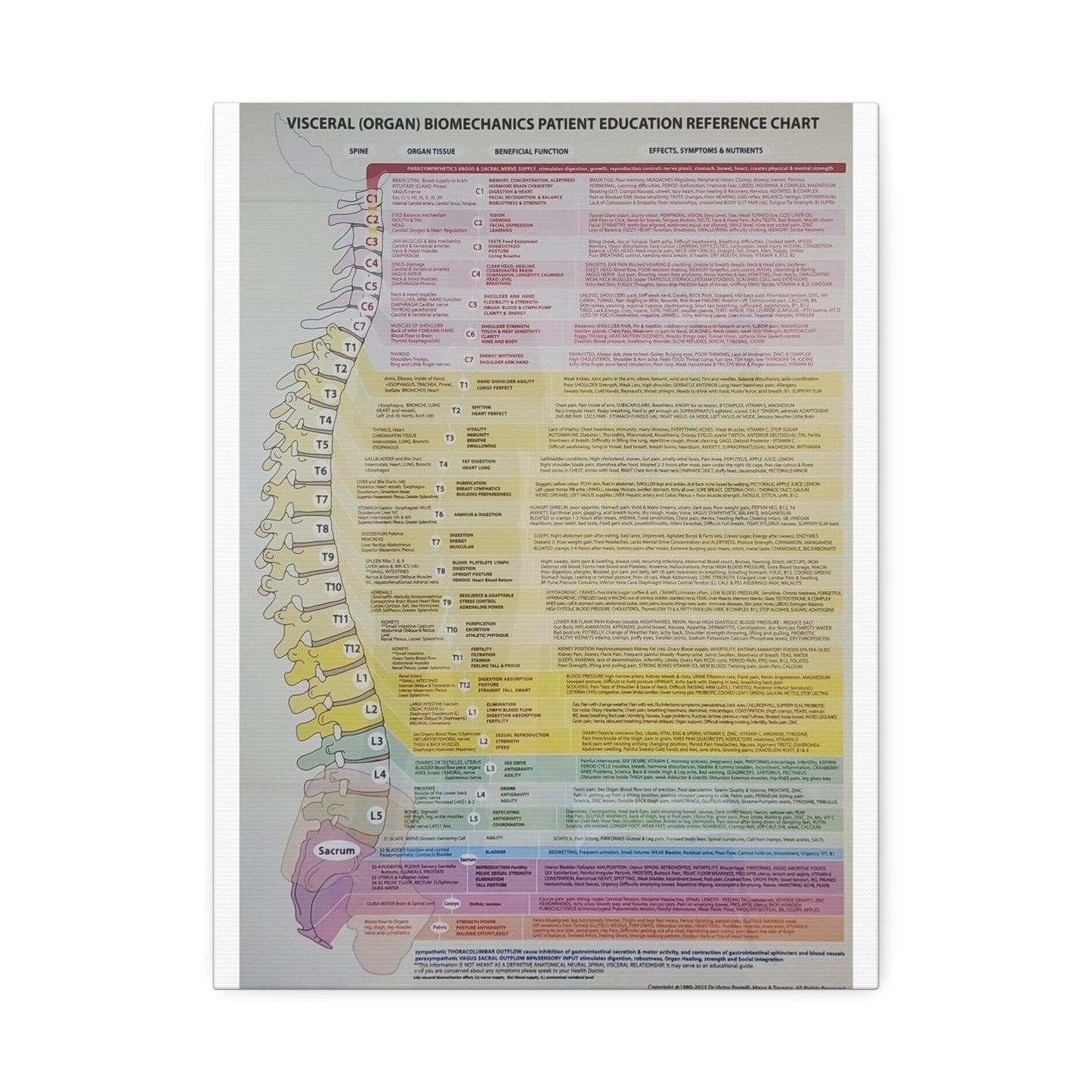 Visceral Organ Biomechanics Guide Poster, Spine And Organ Benefits Reference Vertical Poster