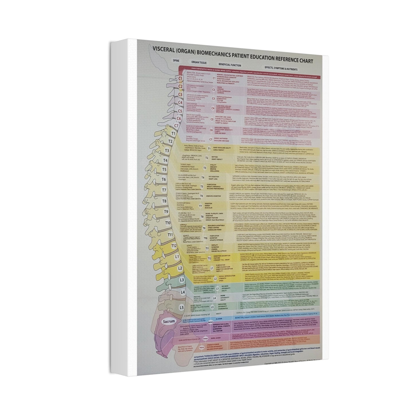 Visceral Organ Biomechanics Guide Poster, Spine And Organ Benefits Reference Vertical Poster