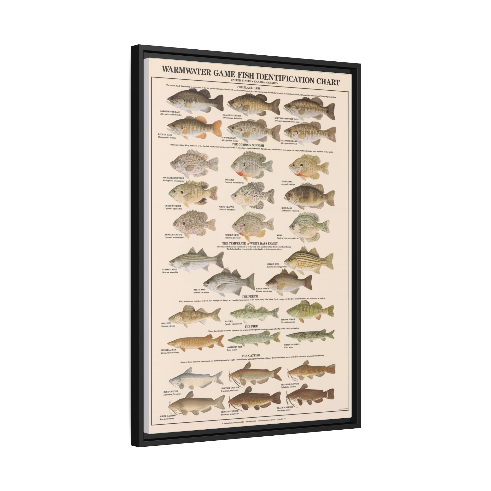 Warmwater Game Fish Identification Chart Poster, Freshwater Fish Species Guide, Bass Perch Pike Catfish Educational Canvas Print