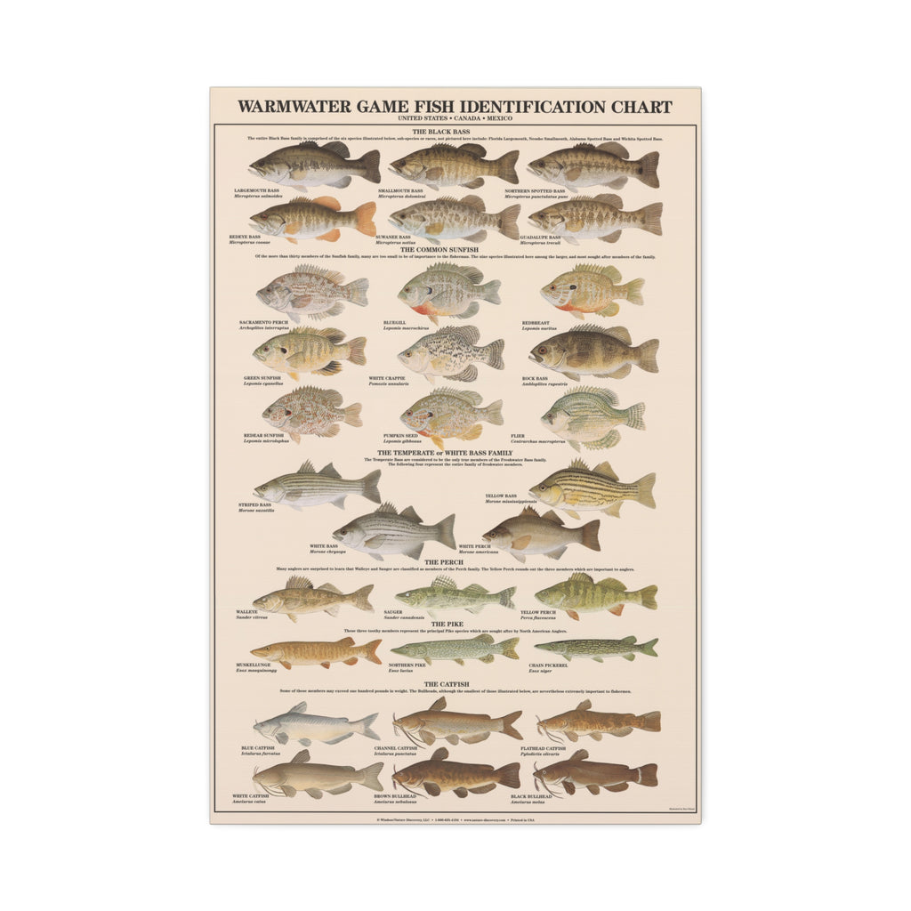 Warmwater Game Fish Identification Chart Poster, Freshwater Fish Species Guide, Bass Perch Pike Catfish Educational Canvas Print