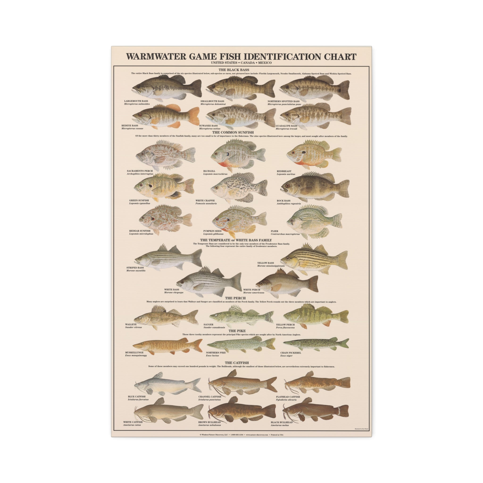 Warmwater Game Fish Identification Chart Poster, Freshwater Fish Species Guide, Bass Perch Pike Catfish Educational Canvas Print