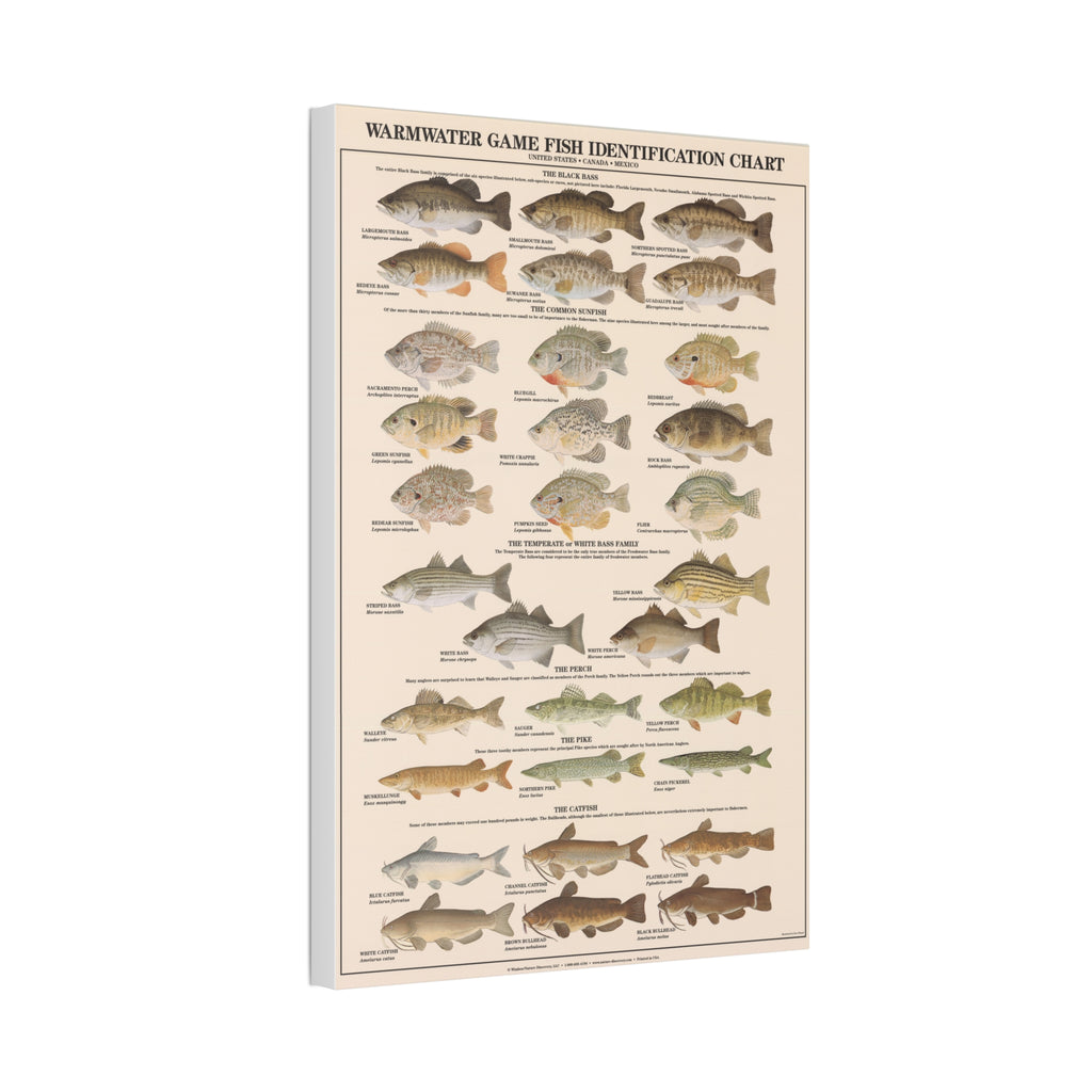 Warmwater Game Fish Identification Chart Poster, Freshwater Fish Species Guide, Bass Perch Pike Catfish Educational Canvas Print