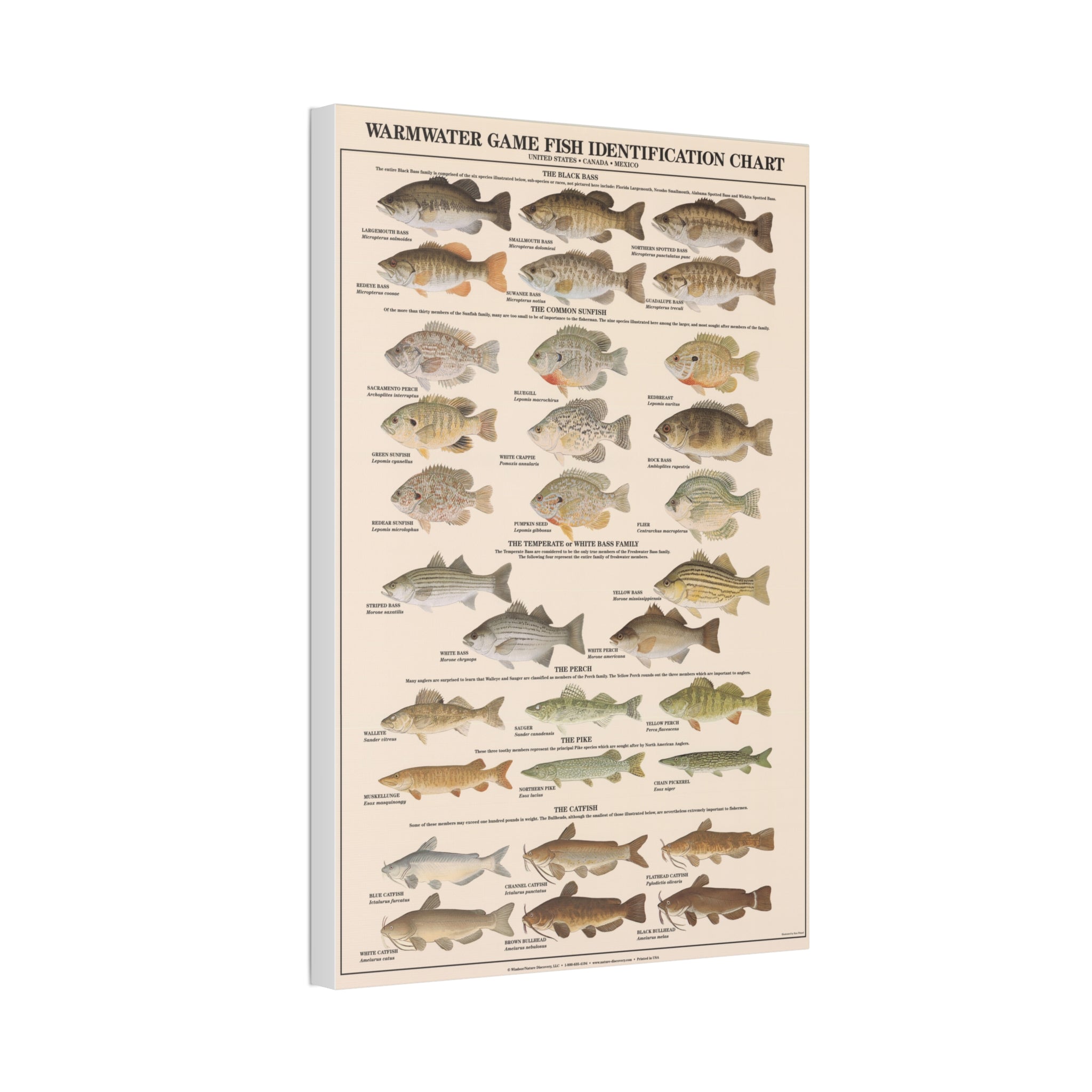 Warmwater Game Fish Identification Chart Poster, Freshwater Fish Species Guide, Bass Perch Pike Catfish Educational Canvas Print