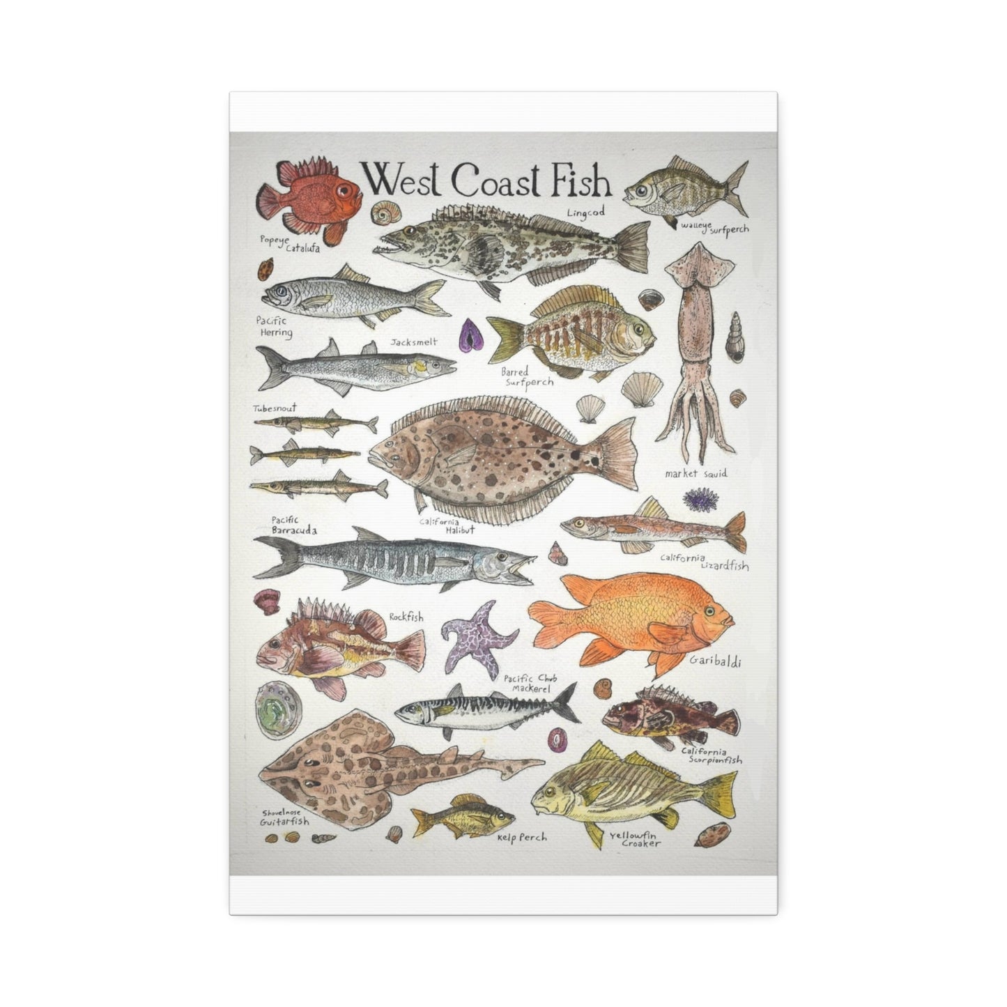 West Coast Fish Poster, West Coast Fish Species Identification Guide Vertical Poster
