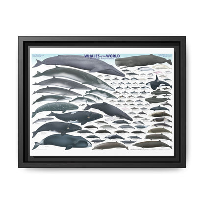 Whales Of The World Poster, Different Whale Species Chart Vertical Poster