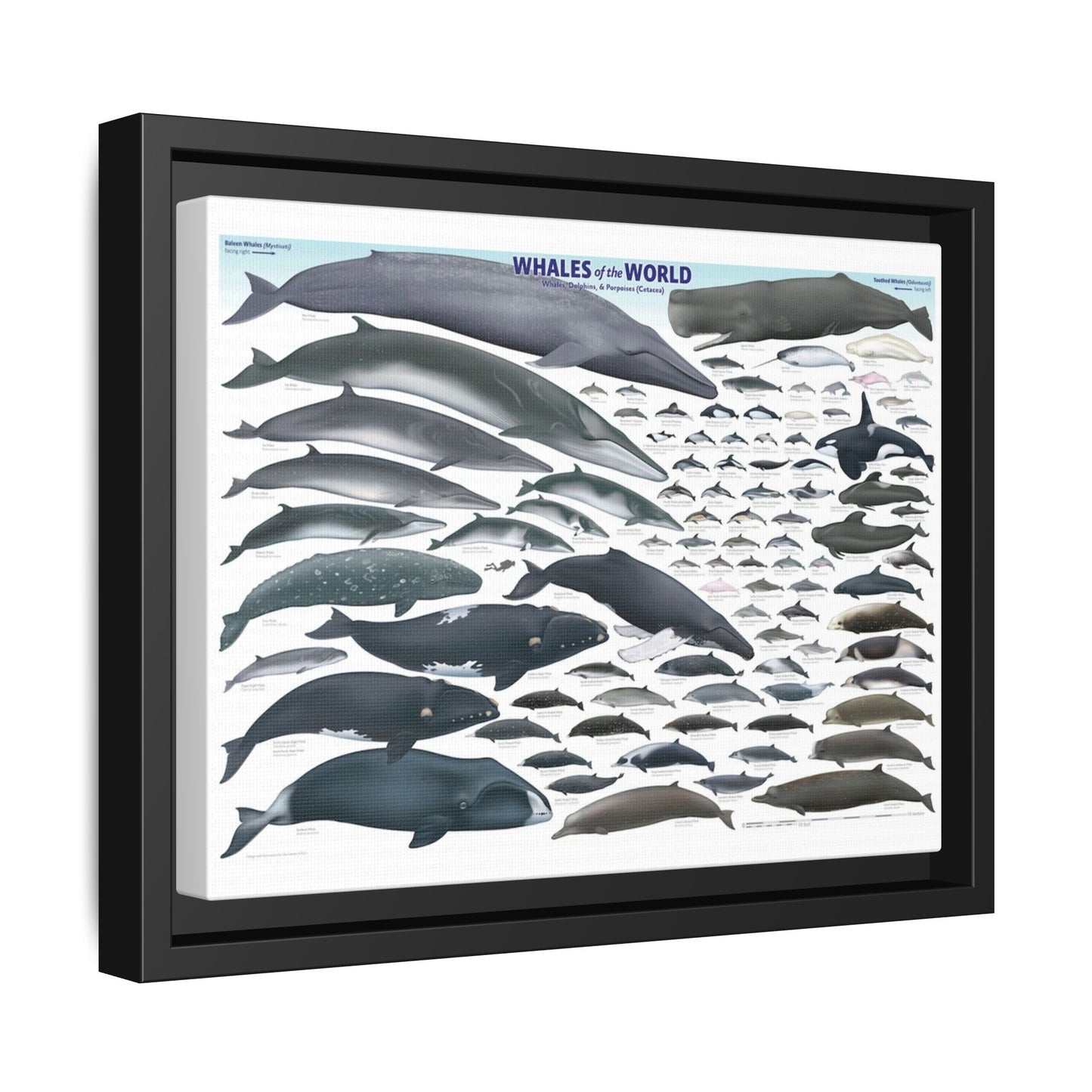 Whales Of The World Poster, Different Whale Species Chart Vertical Poster