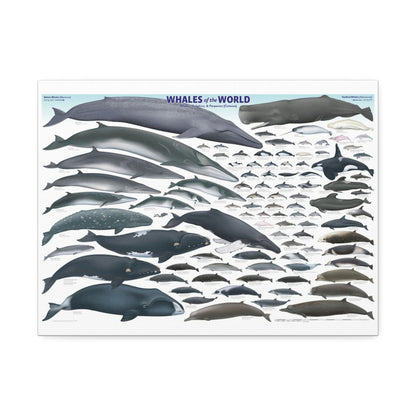 Whales Of The World Poster, Different Whale Species Chart Vertical Poster