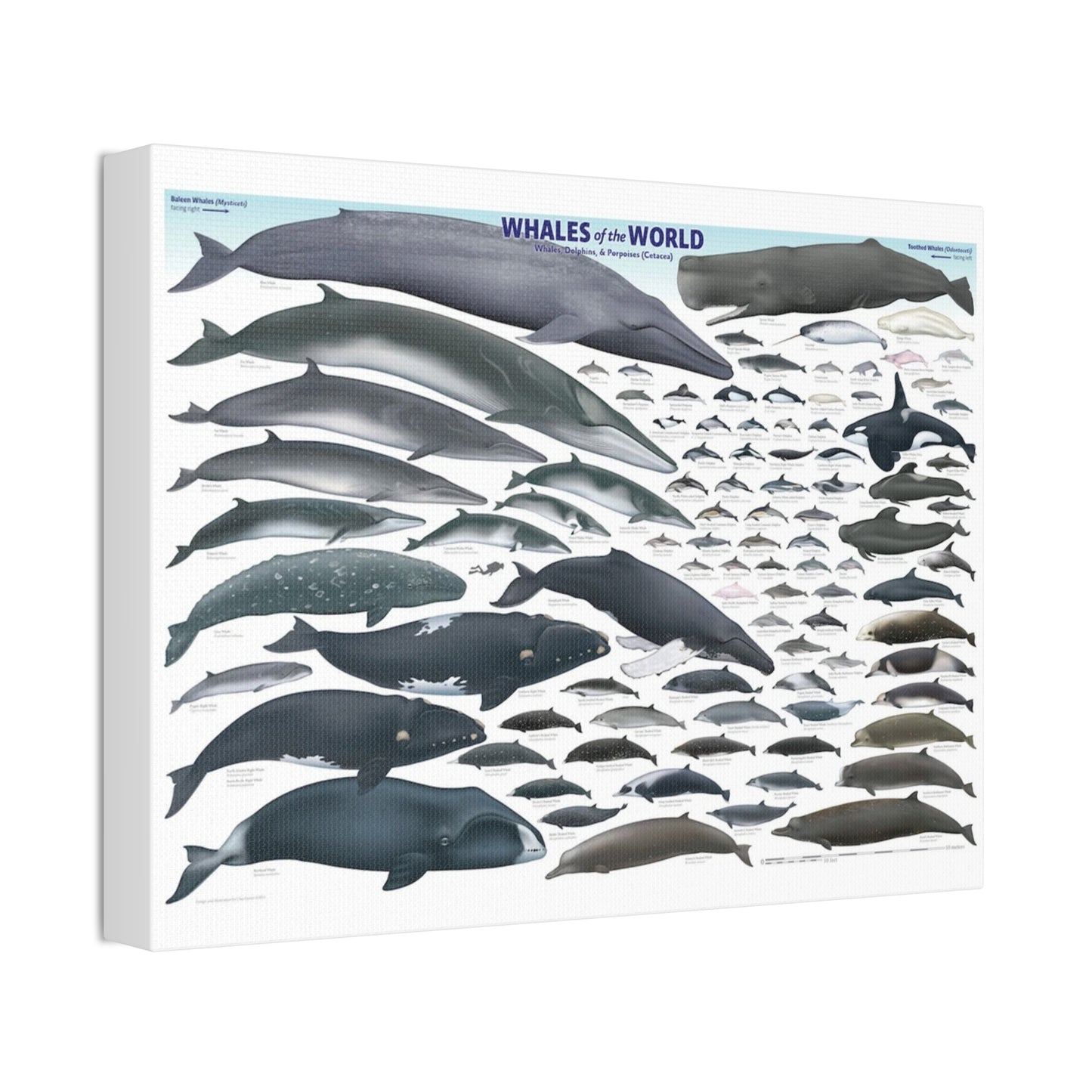 Whales Of The World Poster, Different Whale Species Chart Vertical Poster