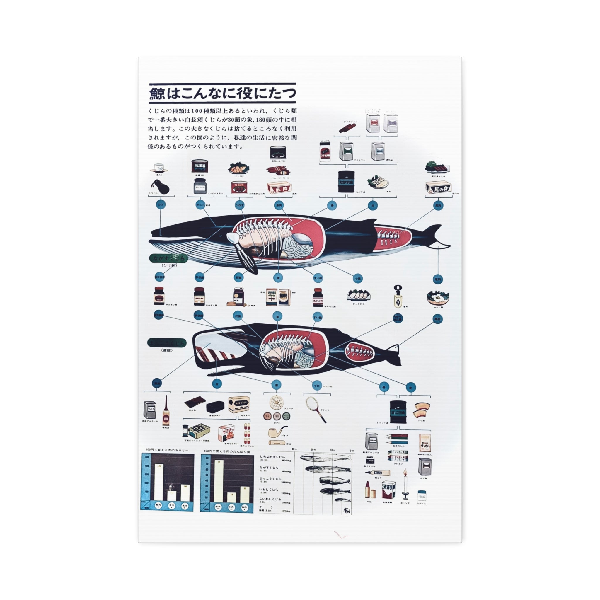 Whales are very useful poster produced in 1963 by Nippon Suisson Co. Ltd. showing the byproducts produced from commercial whale fishing.
