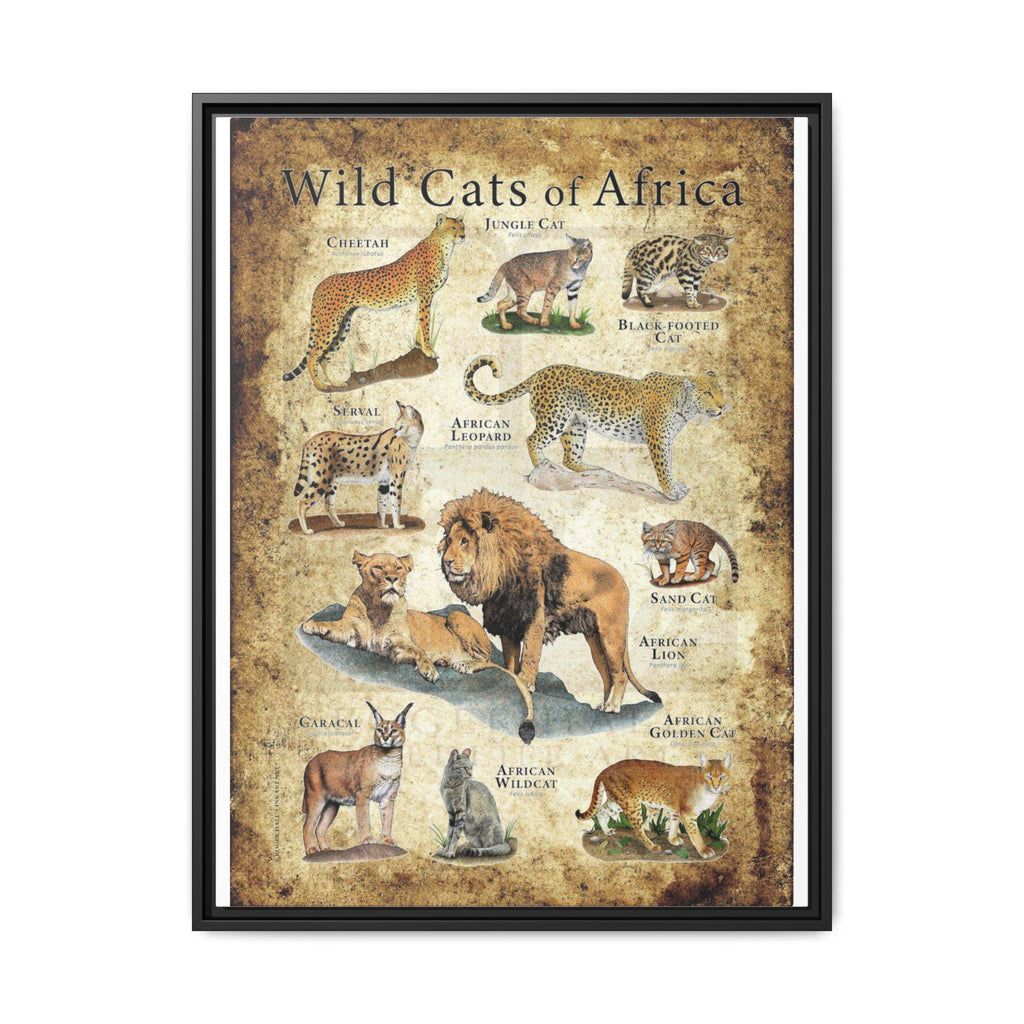 Wild Cats of Africa Poster, African Wild Cat Species Identification Chart Educational Wall Art Canvas Print