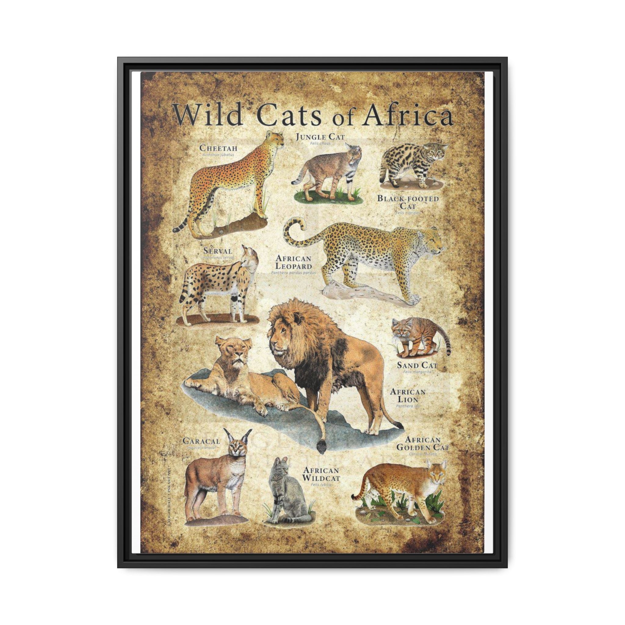 Wild Cats of Africa Poster, African Wild Cat Species Identification Chart Educational Wall Art Canvas Print