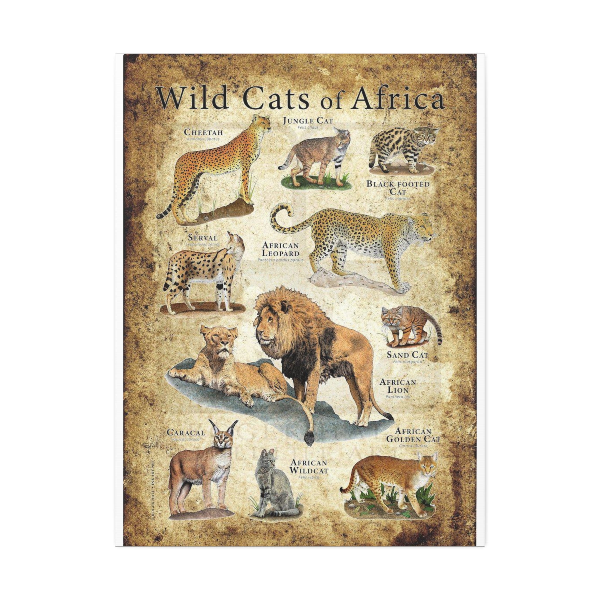 Wild Cats of Africa Poster, African Wild Cat Species Identification Chart Educational Wall Art Canvas Print