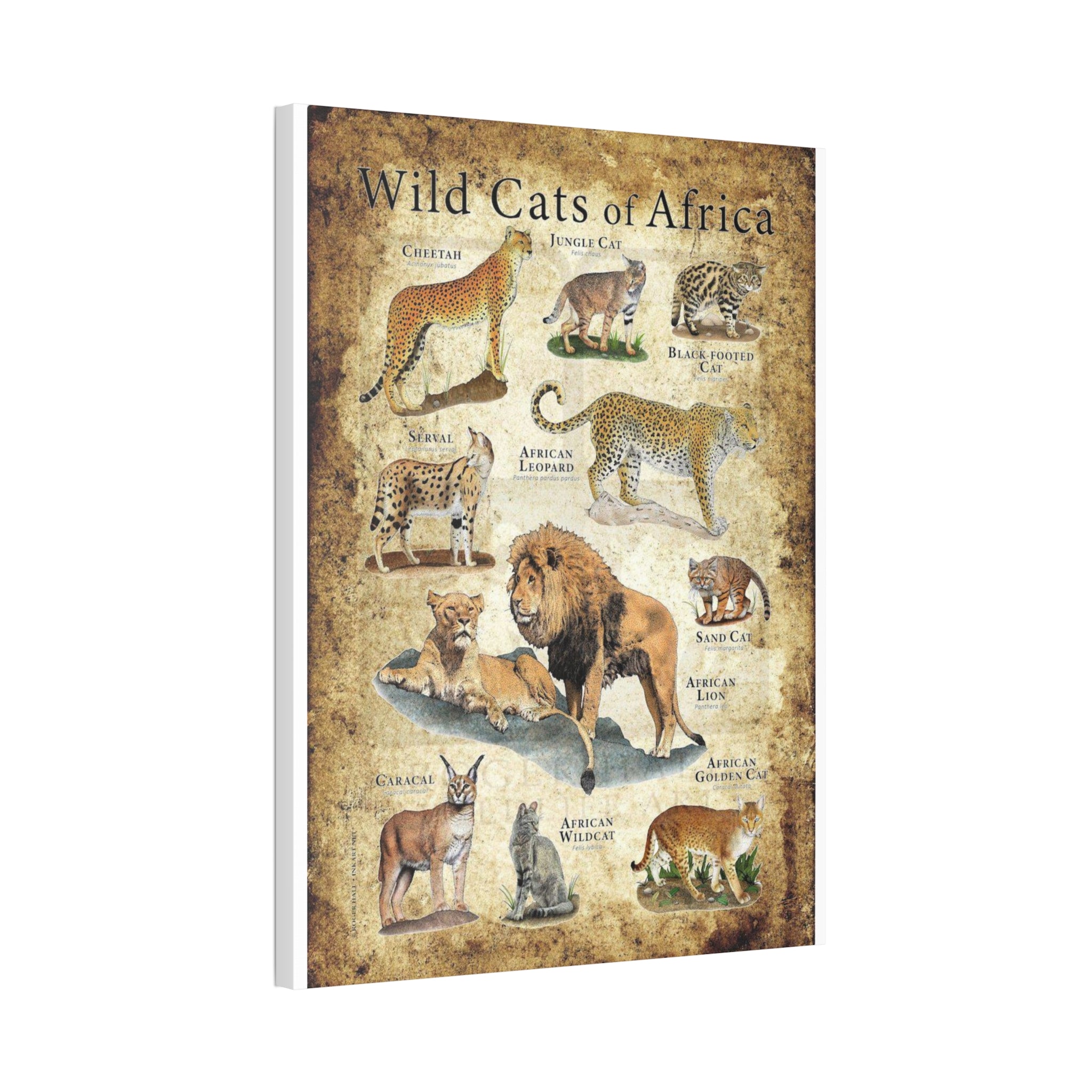 Wild Cats of Africa Poster, African Wild Cat Species Identification Chart Educational Wall Art Canvas Print