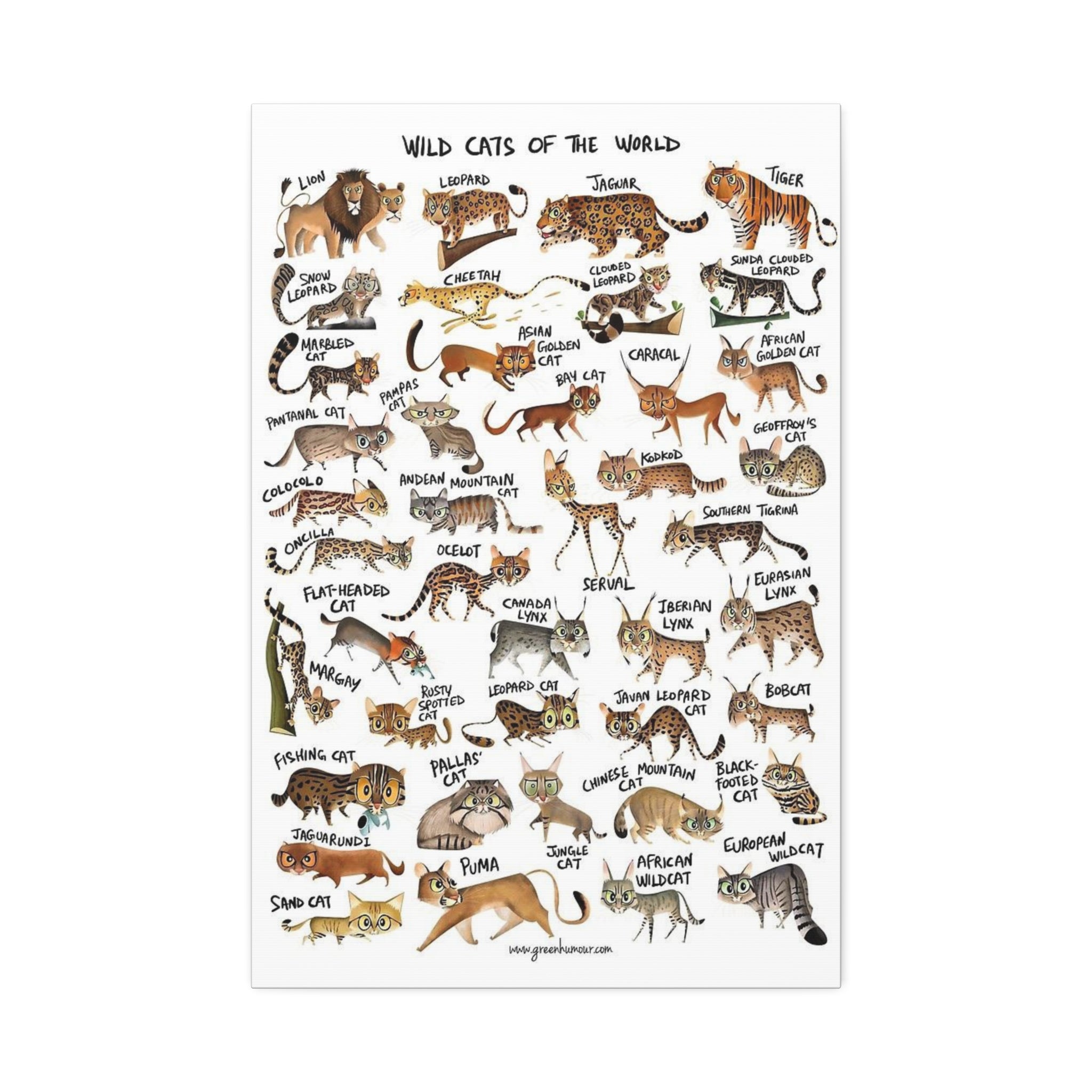 Wild Cats of the World Poster, Wild Cat Species Identification Chart, Educational Feline Wildlife Canvas Print