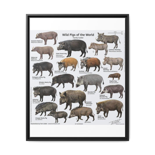 Wild Pigs of the World Poster, Wild Boar Species Identification Chart, Wildlife Educational Wall Art Canvas Print