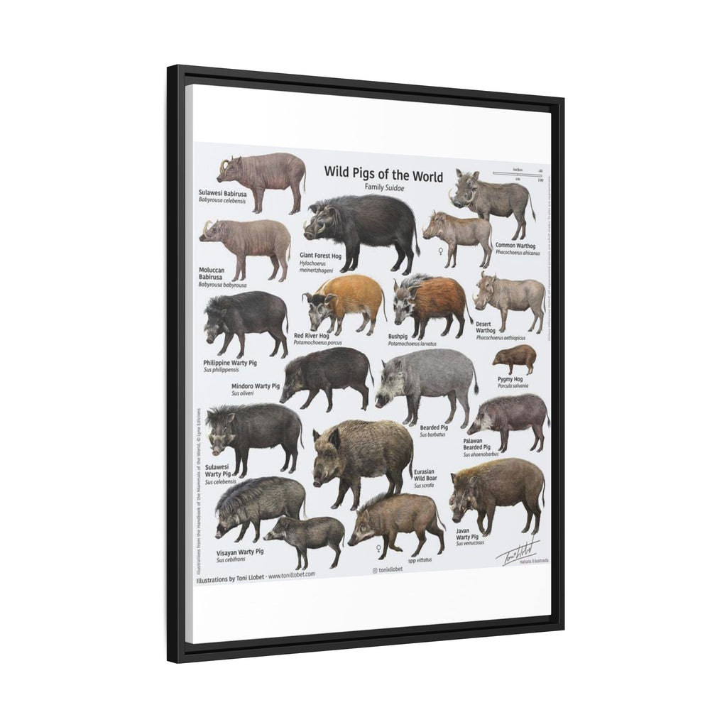 Wild Pigs of the World Poster, Wild Boar Species Identification Chart, Wildlife Educational Wall Art Canvas Print