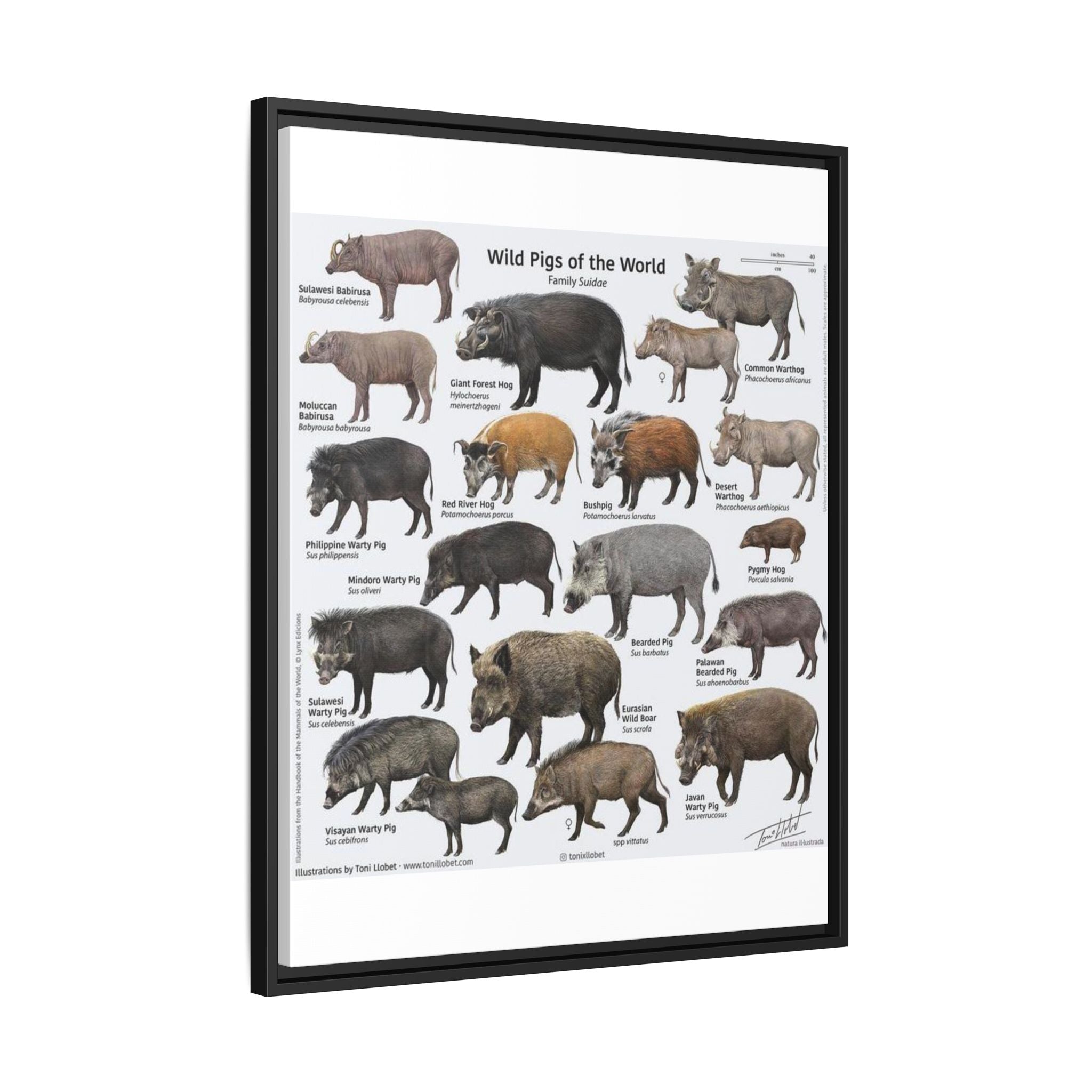 Wild Pigs of the World Poster, Wild Boar Species Identification Chart, Wildlife Educational Wall Art Canvas Print