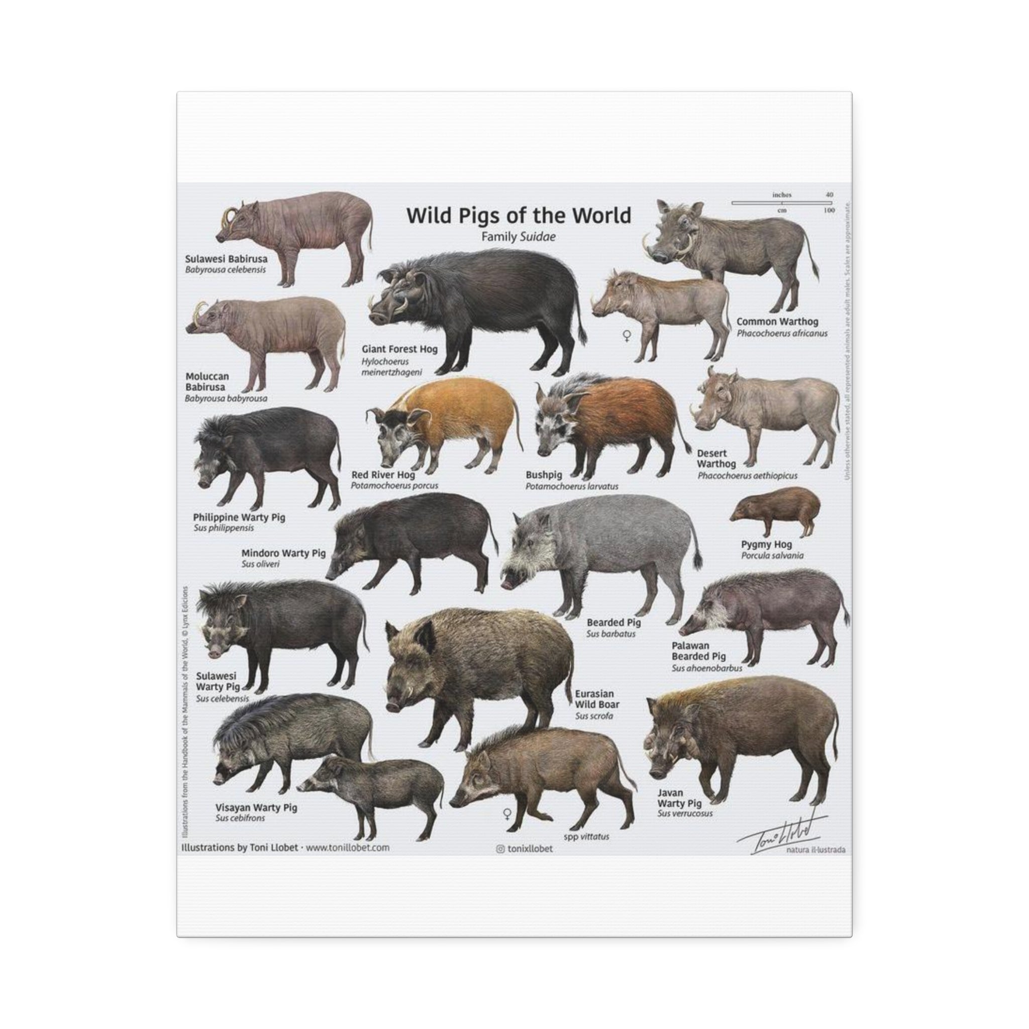 Wild Pigs of the World Poster, Wild Boar Species Identification Chart, Wildlife Educational Wall Art Canvas Print