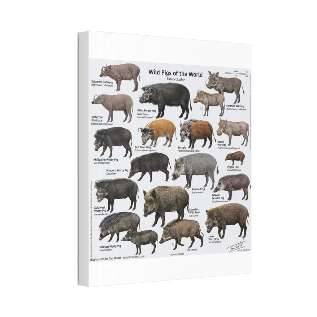 Wild Pigs of the World Poster, Wild Boar Species Identification Chart, Wildlife Educational Wall Art Canvas Print