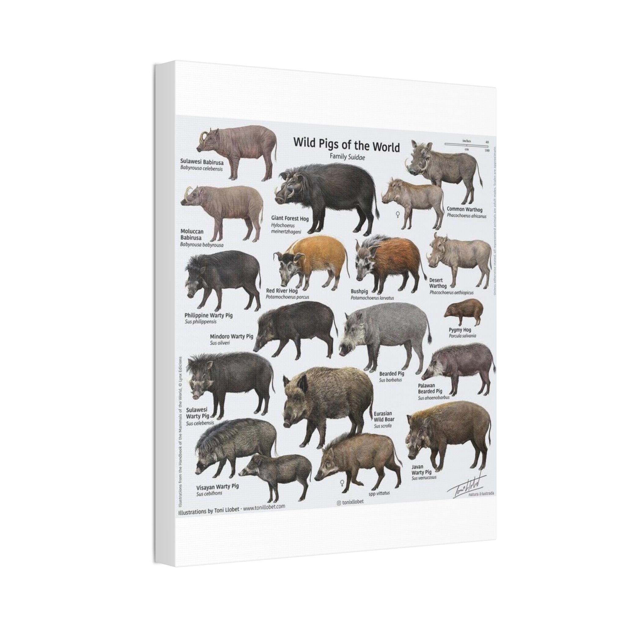 Wild Pigs of the World Poster, Wild Boar Species Identification Chart, Wildlife Educational Wall Art Canvas Print