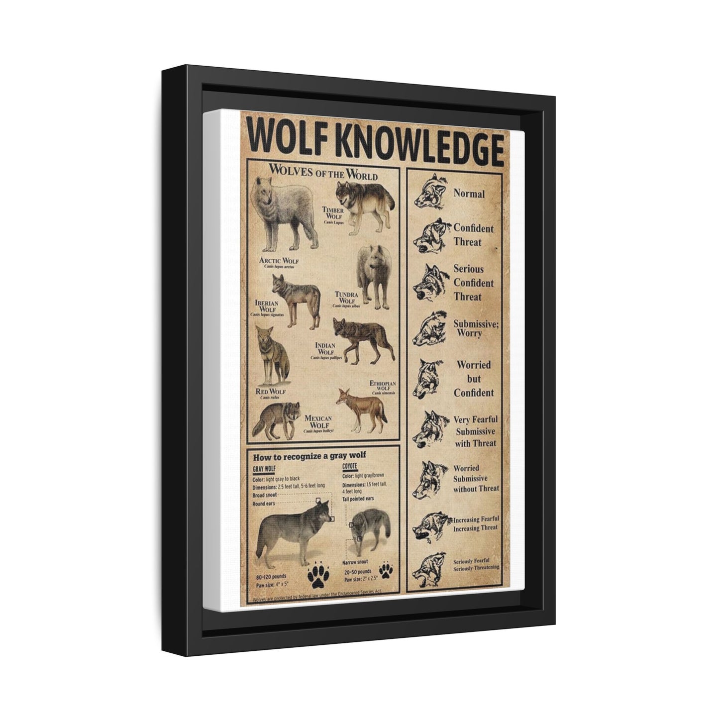 Wolf Knowledge Poster, Wildlife Guide Vertical Poster