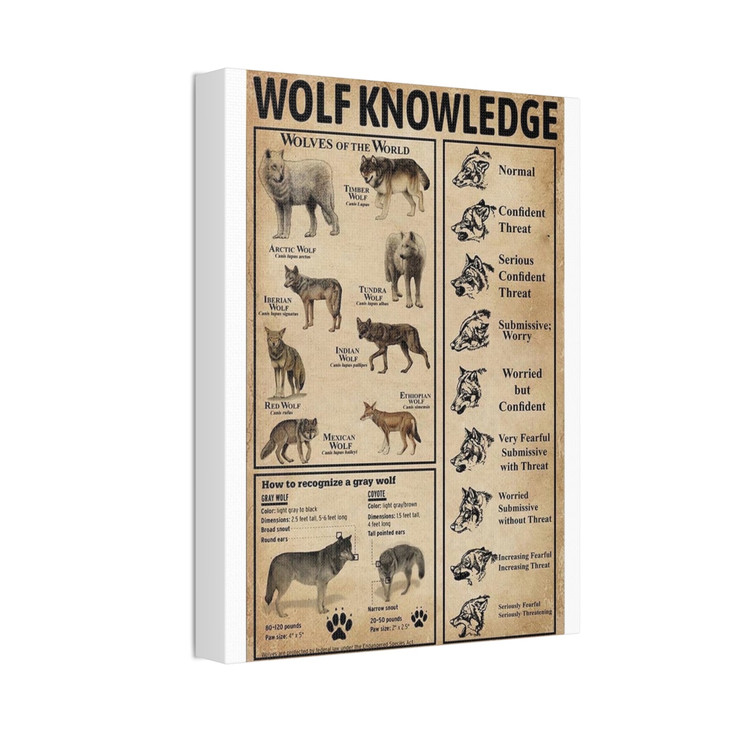 Wolf Knowledge Poster, Wildlife Guide Vertical Poster