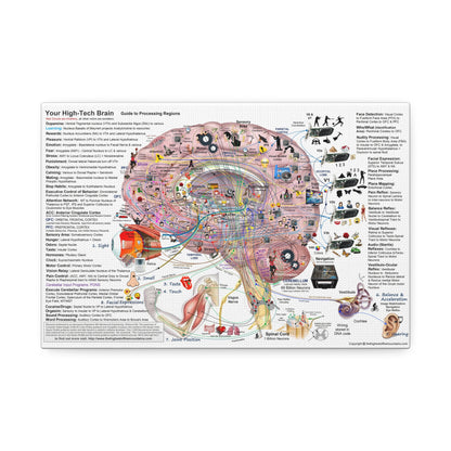 Your High Tech Brain Guide To Processing Regions Vertical Poster
